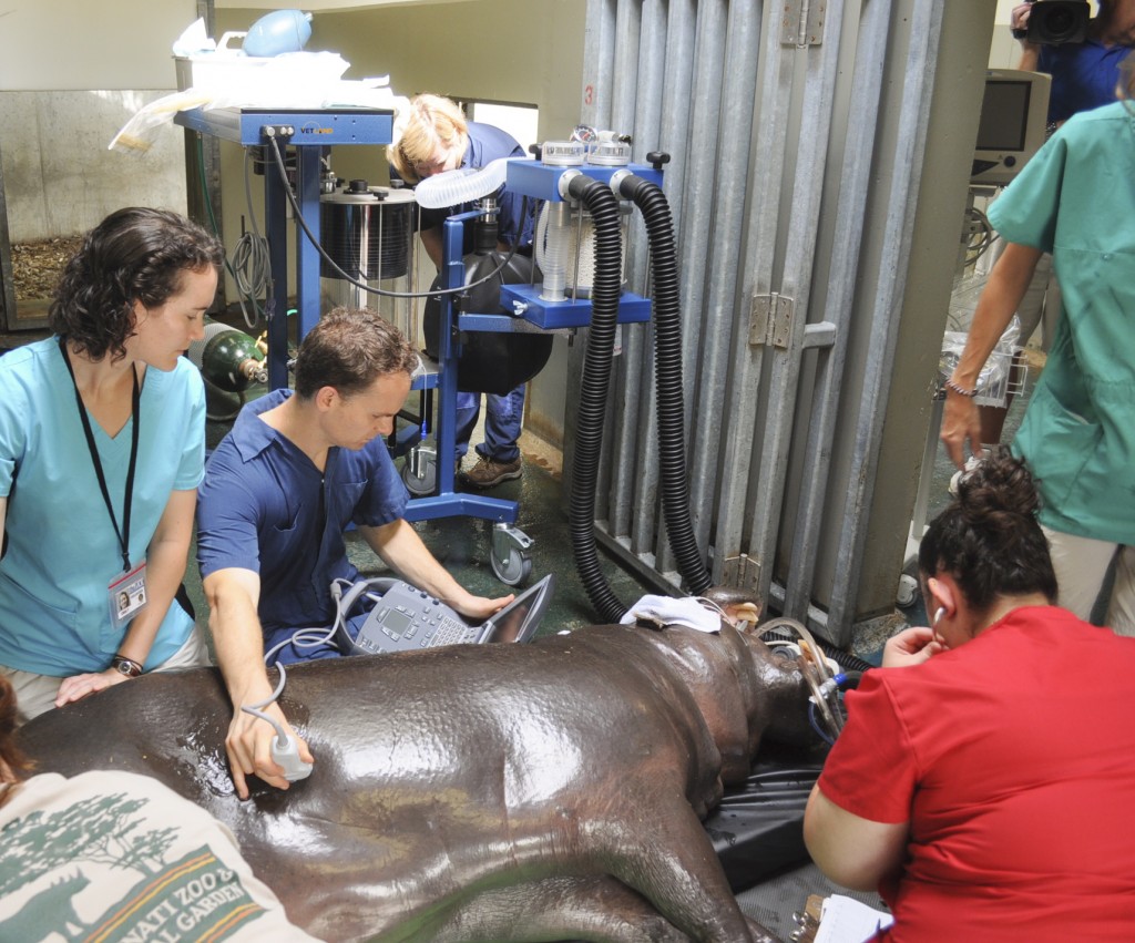 Hippo Anesthesia Procedure